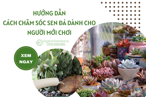 cach-cham-sen-da-1 Hướng Dẫn Cách Chăm Sen Đá Dành Cho Người Mới Chơi