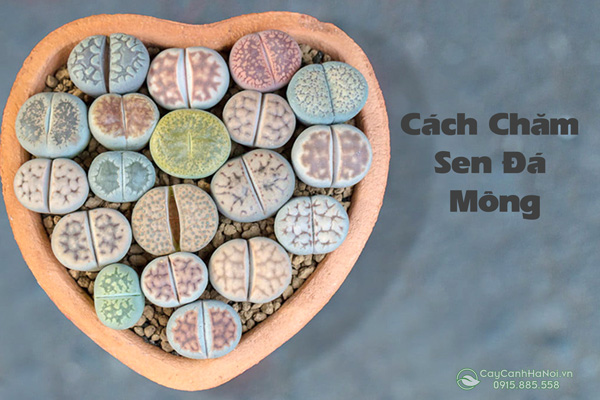 cach-cham-sen-mong cách chăm sóc sen mông