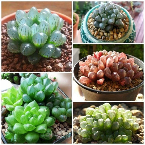 cach-cham-soc-sen-da-kim-cuong cách chăm sóc sen đá kim cương