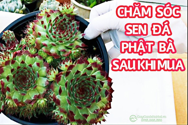 cach-cham-soc-sen-da-phat-ba cách chăm sóc sen phật bà