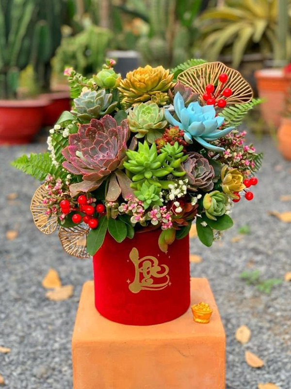 huong-dan-cach-cham-sen-da-moi-mua-ve Hướng dẫn cách chăm sen đá mới mua về