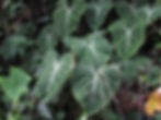Một bụi quần thể Philodendron Gloriosum trong tự nhiên