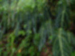 Anthurium Uwarocqueanum với những phiến lá to đẹp ngoài tự nhiên!
