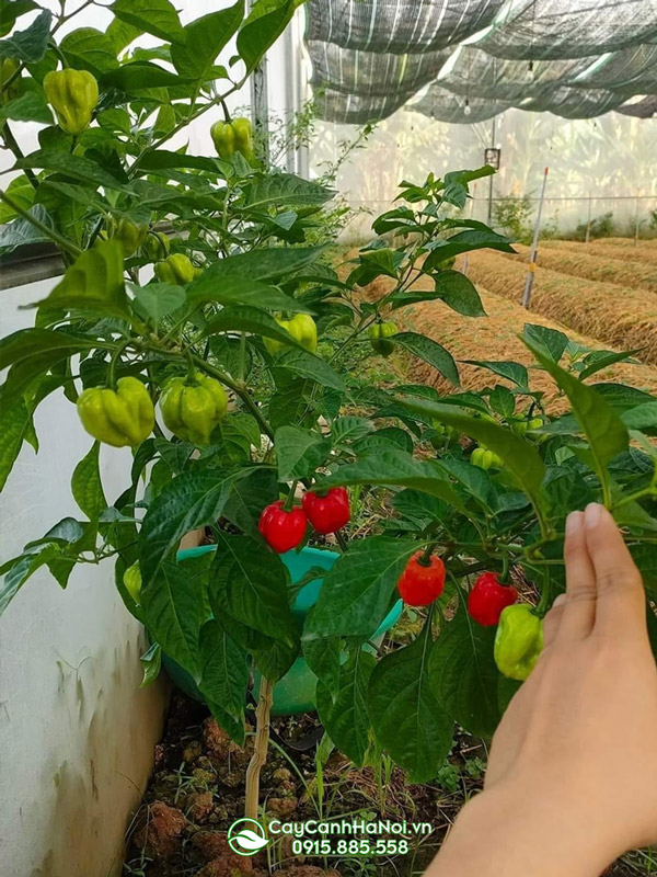 cay-ot-canh-trong-san-vuon-nha Cây ớt cảnh trồng sân vườn nhà