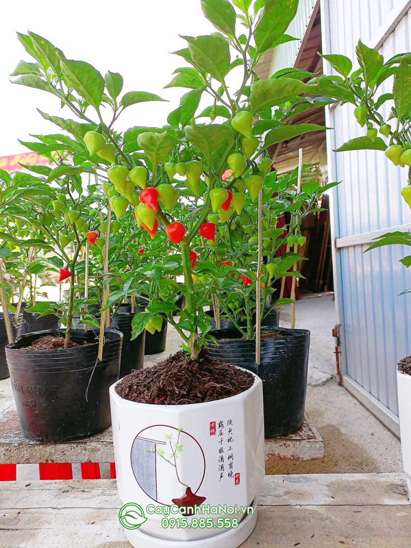chau-ot-canh Chậu ớt cảnh