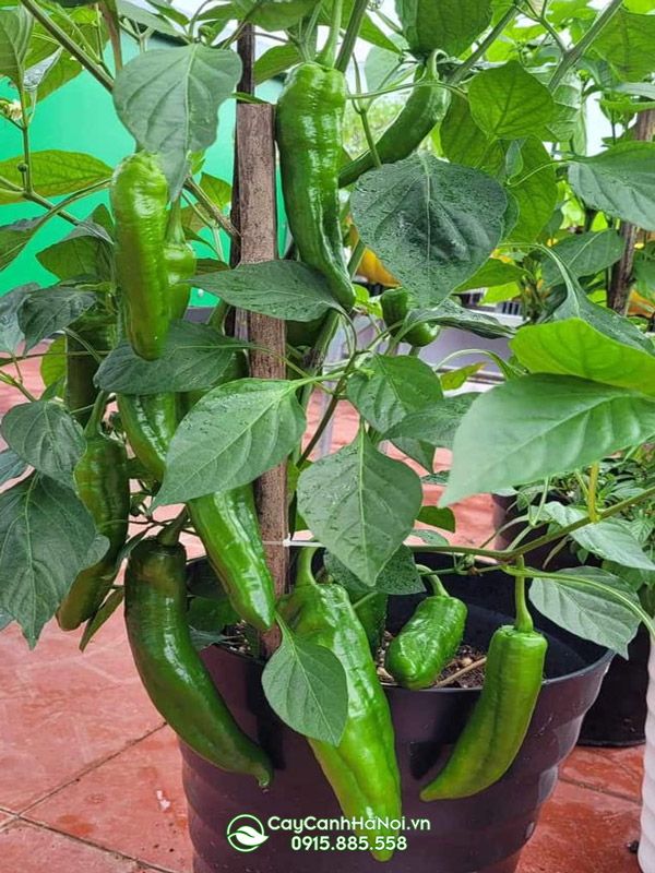 chau-ot-khong-lo-canh Chậu ớt khổng lồ cảnh