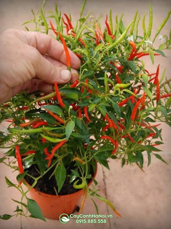 ot-chi-thien-canh Ớt chỉ thiên cảnh