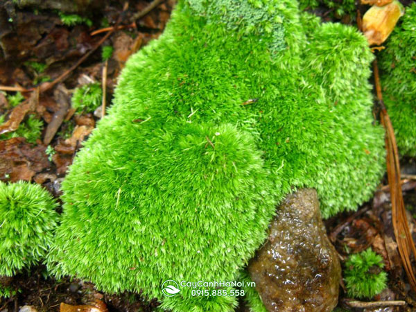 reu-cushion-moss Rêu Cushion Moss / rêu Bun Moss (Leucobryum glaucum)