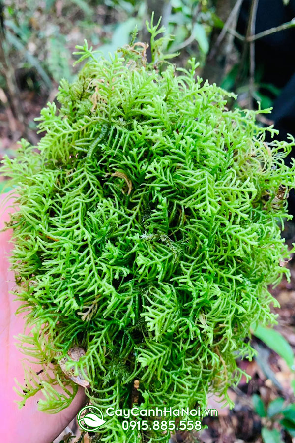 reu-fern-moss-thuidiumophiatulum Rêu Fern Moss (Thuidiumophiatulum)