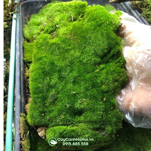 reu-nhung-trong-tieu-canh-bonsai Rêu nhung trồng tiểu cảnh, bonsai