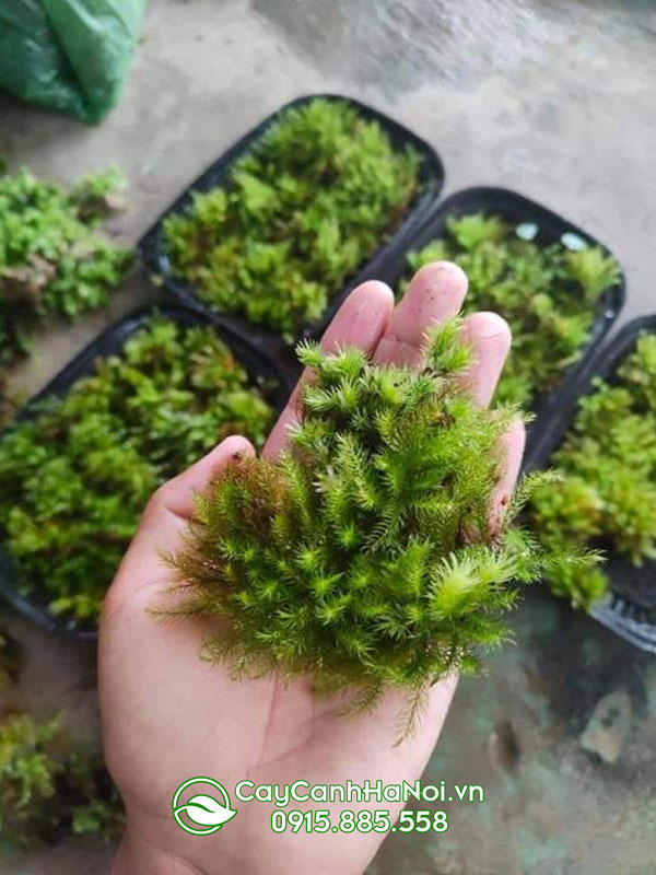 reu-spiny Rêu Spiny (Pyrrhobryum Spiniforme)