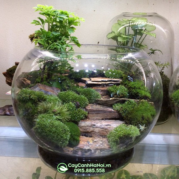 reu-terrarium-trong-tieu-canh Rêu terrium trồng tiểu cảnh