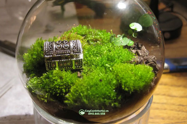 Rêu trồng tiểu cảnh Terrarium