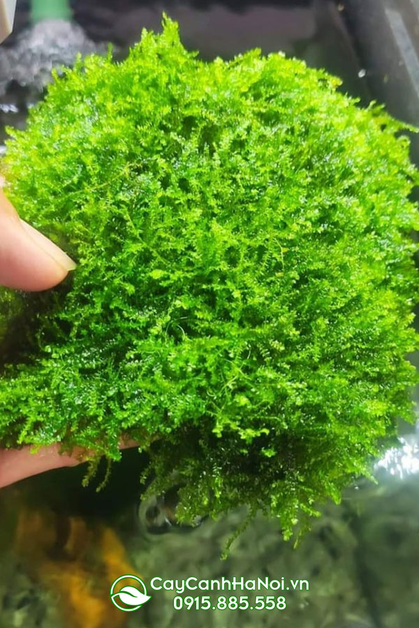 reu-weeping-weeping-moss Rêu weeping (Weeping moss)