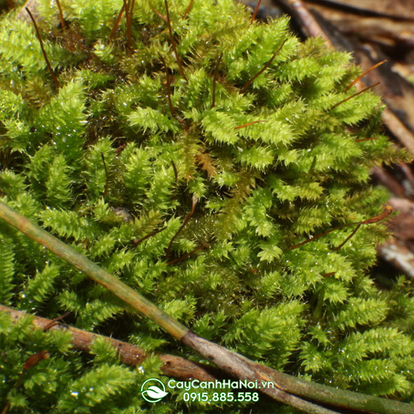 Rêu wepping (Racopilum Cuspidigerum)