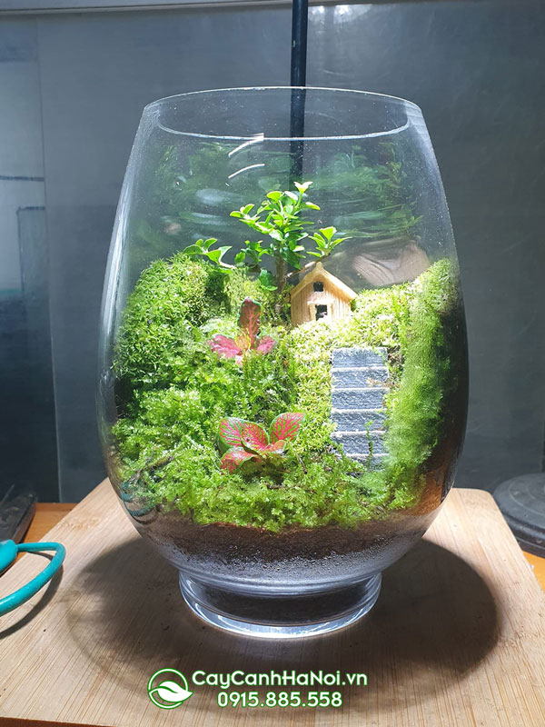 Tiểu cảnh Terrarium sử dụng rêu để trang trí