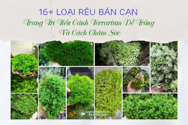 tong-hop-cac-loai-reu-ban-can-thich-hop-trong-tieu-canh-terrarium-1 16+ Loại Rêu Bán Cạn Thích Hợp Trang Trí Tiểu Cảnh Terrarium Dễ Trồng Và Cách Chăm Sóc