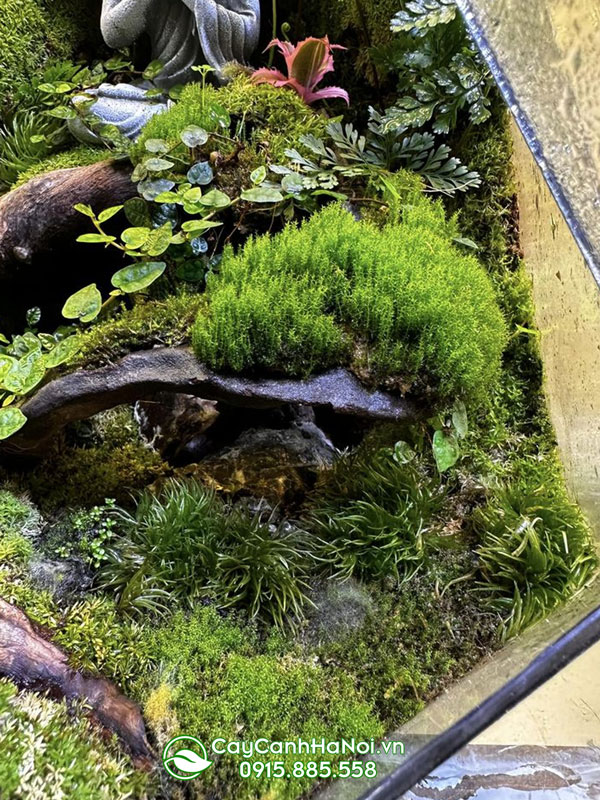 trong-reu-tao-tieu-canh-terrarium Trồng rêu tạo tiểu cảnh Terrarium