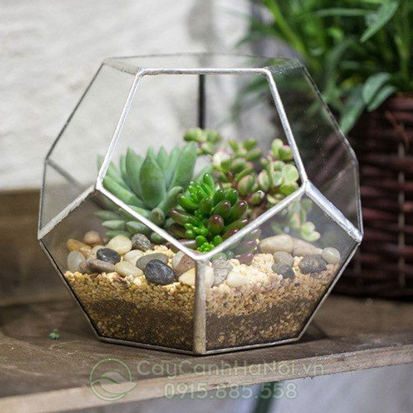 Bình Terrarium đơn giản hệ hở