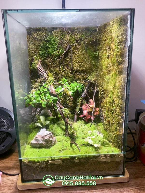 cách chăm sóc terrarium kín