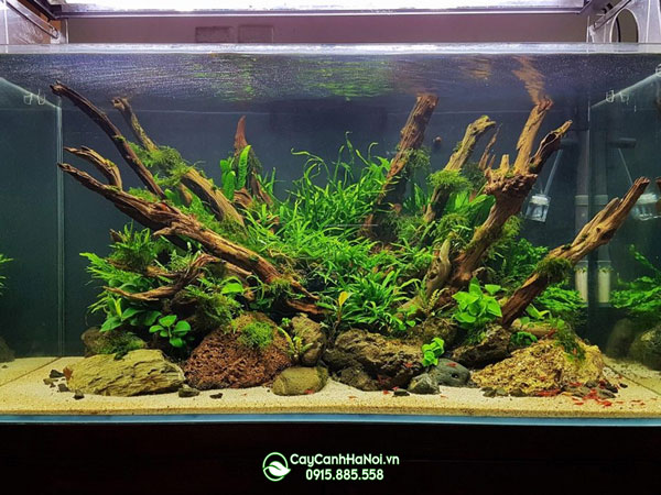 cach-trong-cay-thuy-sinh-trong-be-ca Cách trồng cây thủy sinh trong be cá mini
