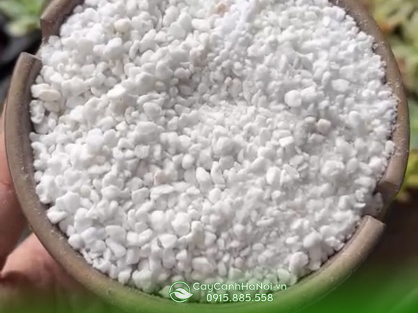 Đá Perlite (đá trân châu) trồng sen đá