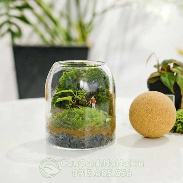 Hướng dẫn làm và chăm sóc Terrarium cho người mới bắt đầu