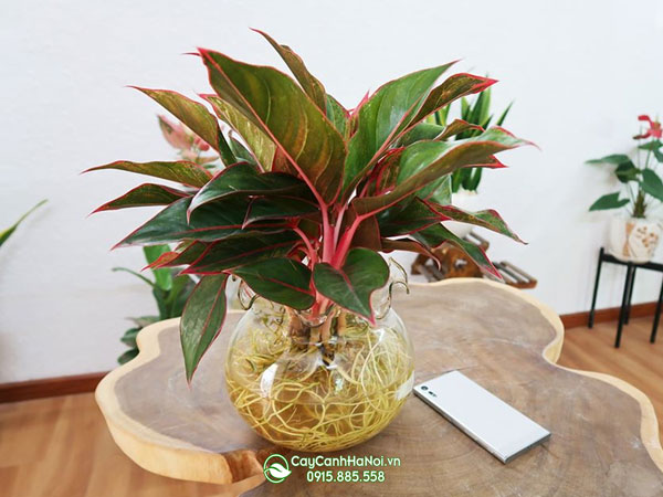 huong-dan-trong-cham-soc-cay-canh-thuy-canh Cách trồng cây thủy sinh không cần đất nền
