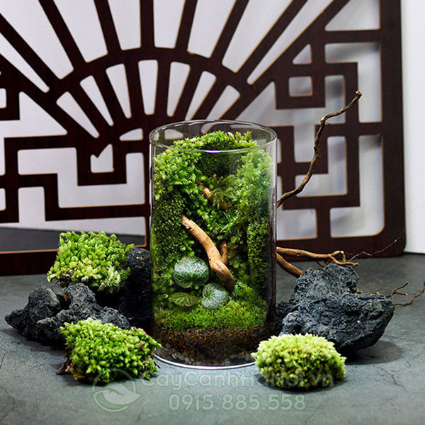 Nghệ thuật Terrarium là mô phỏng lại môi trường tự nhiên