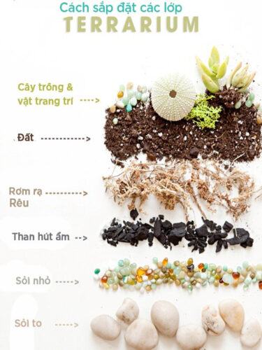 Các bước thực hiện trồng tiểu cảnh Terratium