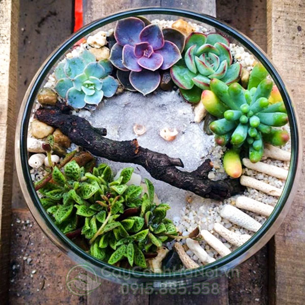 Tiểu cảnh sen đá terrarium