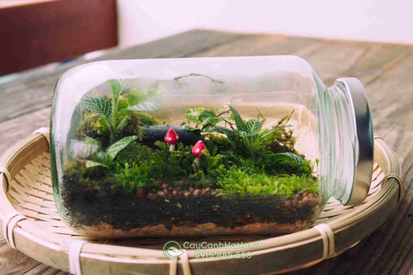 Tiểu canh Terrarium mini