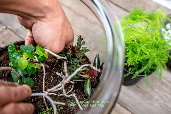 Trang trí tiểu cảnh Terrarium