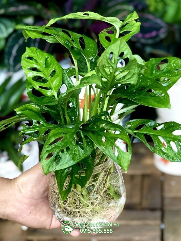 trong-cay-thuy-sinh-trong-chau-thuy-tinh Trồng cây thủy canh trong chậu thủy tinh