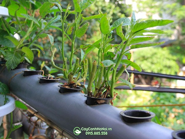trong-cham-soc-rau-thuy-canh-bang-ong-nhua Trồng chăm sóc rau thủy canh tại nhà