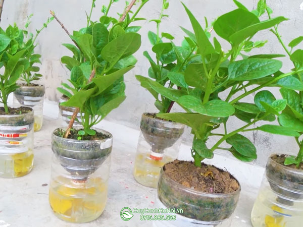 trong-cham-soc-rau-thuy-canh-trong-chai-nhua Trồng chăm sóc rau thủy canh trong chai nhựa