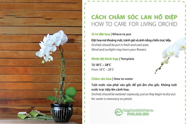 cach-cham-soc-cay-hoa-lan-ho-diep-moi-mua Cách chăm sóc cây hoa lan hồ điệp sau khi mua