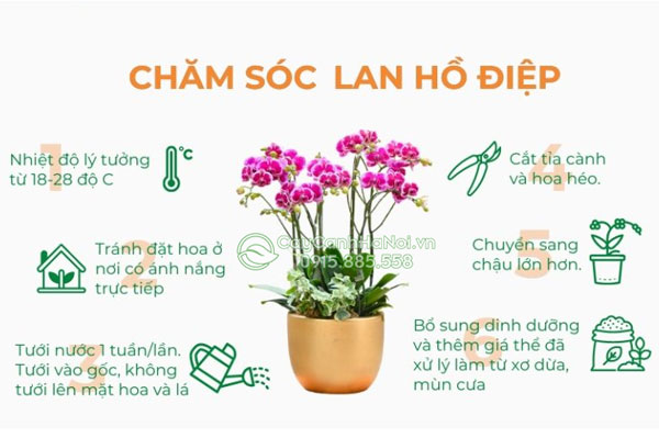 cach-cham-soc-hoa-lan-ho-diep Cách chăm sóc hoa lan hồ điệp