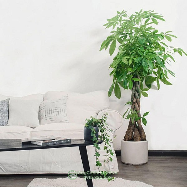 dat-chau-cay-canh-lon-canh-sofa-phong-khach Đặt chậu cây cảnh lớn cạnh sofa phòng khách