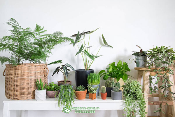 huong-dan-cham-soc-cay-canh-sau-khi-mua-ve Hướng dẫn cách chăm cây cảnh sau khi mua