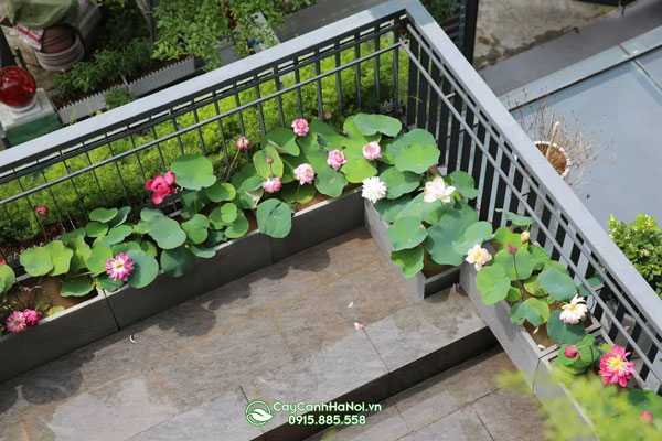 huong-dan-cham-soc-cay-thuy-sinh-ngoai-troi Hướng dẫn chăm sóc cây thủy sinh ngoài trời