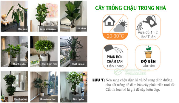 huong-dan-cham-soc-cay-trong-chau-trong-nha Hướng dẫn chăm sóc cây trồng chậu trong nhà