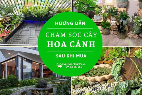 huong-danh-cham-soc-cay-hoa-canh-sau-khi-mua-1 Hướng dẫn chăm sóc cây hoa cảnh sau khi mua