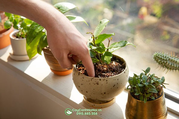 kiem-tra-do-am-truoc-khi-tuoi-nuoc-cho-cay Kiểm tra độ ẩm trước khi tưới nước cho cây