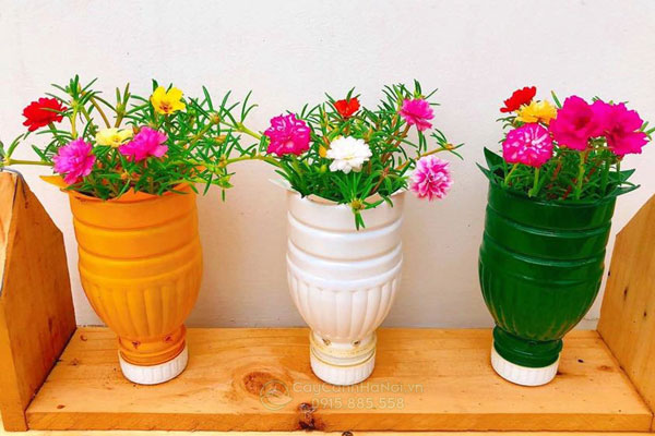 tai-che-chai-nhua-thanh-chau-trong-cay Tái chế chai nhựa thành chậu trồng cây