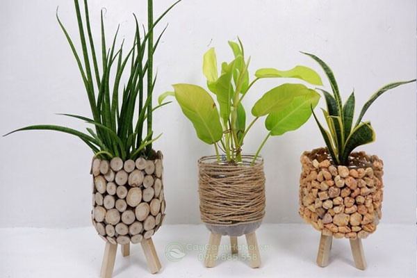 tai-che-chau-nhua-thanh-chau-trong-cay-doc-dao Tái chế chậu nhựa thành chậu trồng cây độc đáo