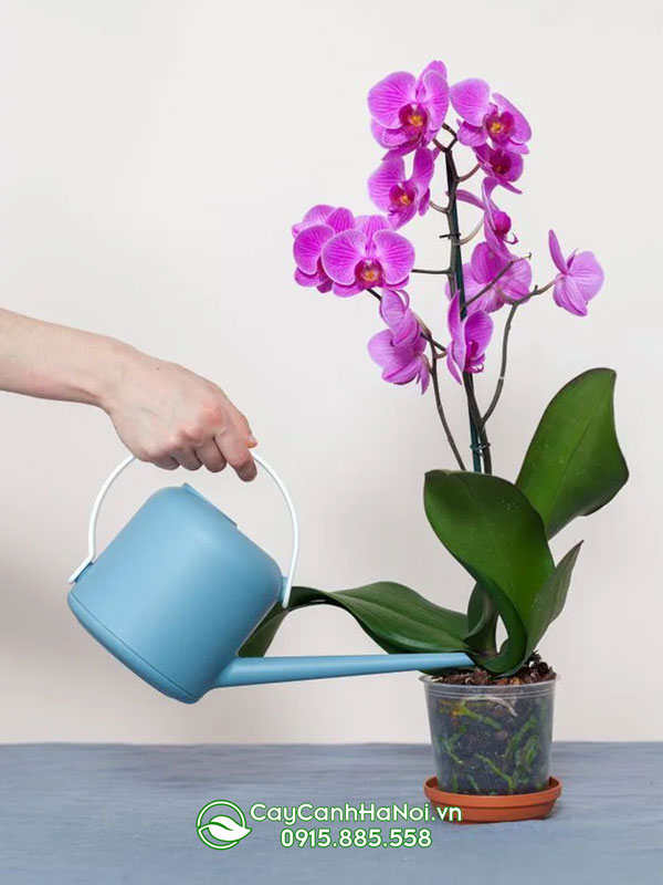 tuoi-nuoc-cho-hoa-lan-ho-diep Tưới nước cho hoa lan hồ điệp