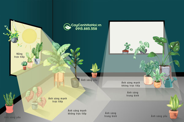 xac-dinh-nhu-cau-anh-sang-cua-cay Xác định rõ nhu cầu ánh sáng của cây trồng trong nhà